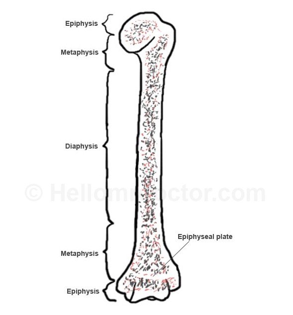 metaphysis