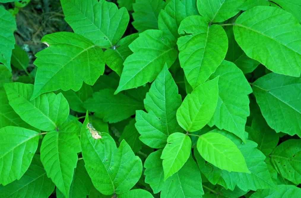 how does poison ivy spread